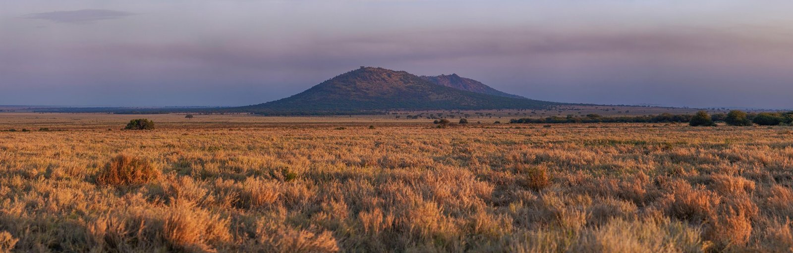 Serengeti grasslands at sunrise with a distant kopje and warm golden light